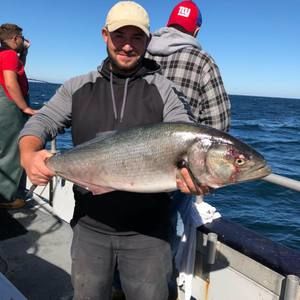 Meet your Posher, Joey